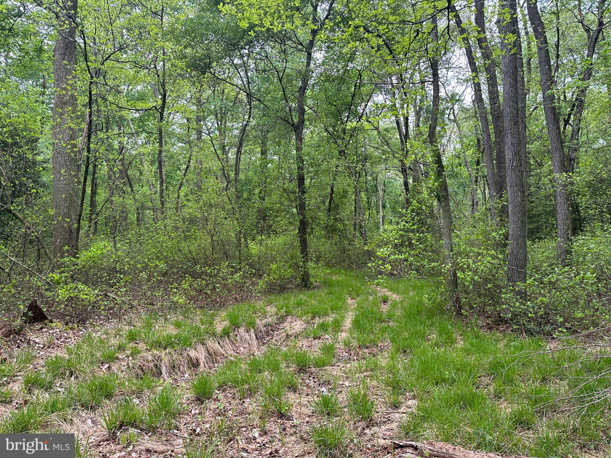 28403 Old Eden Road Eden, MD 21822 - Photo 9 of 46 a view of a lush green forest