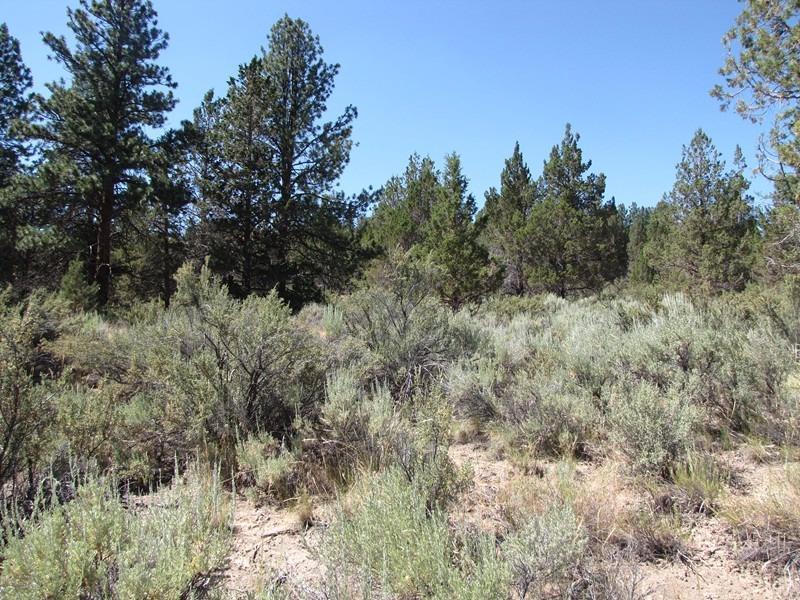 0 Lot 5 Drews Road Beatty, OR 97621 - Photo 7 of 10 Additional Photo