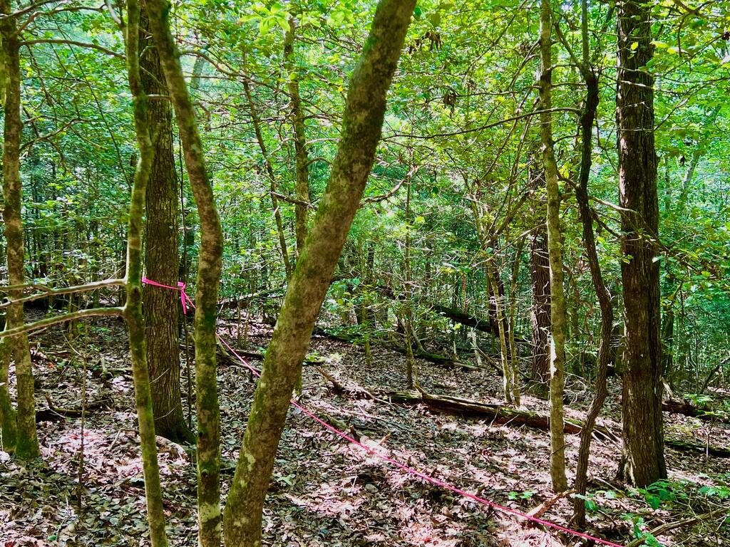 2 Afton Road Marble Hill, GA 30148 - Photo 6 of 18 Gallery Image 6