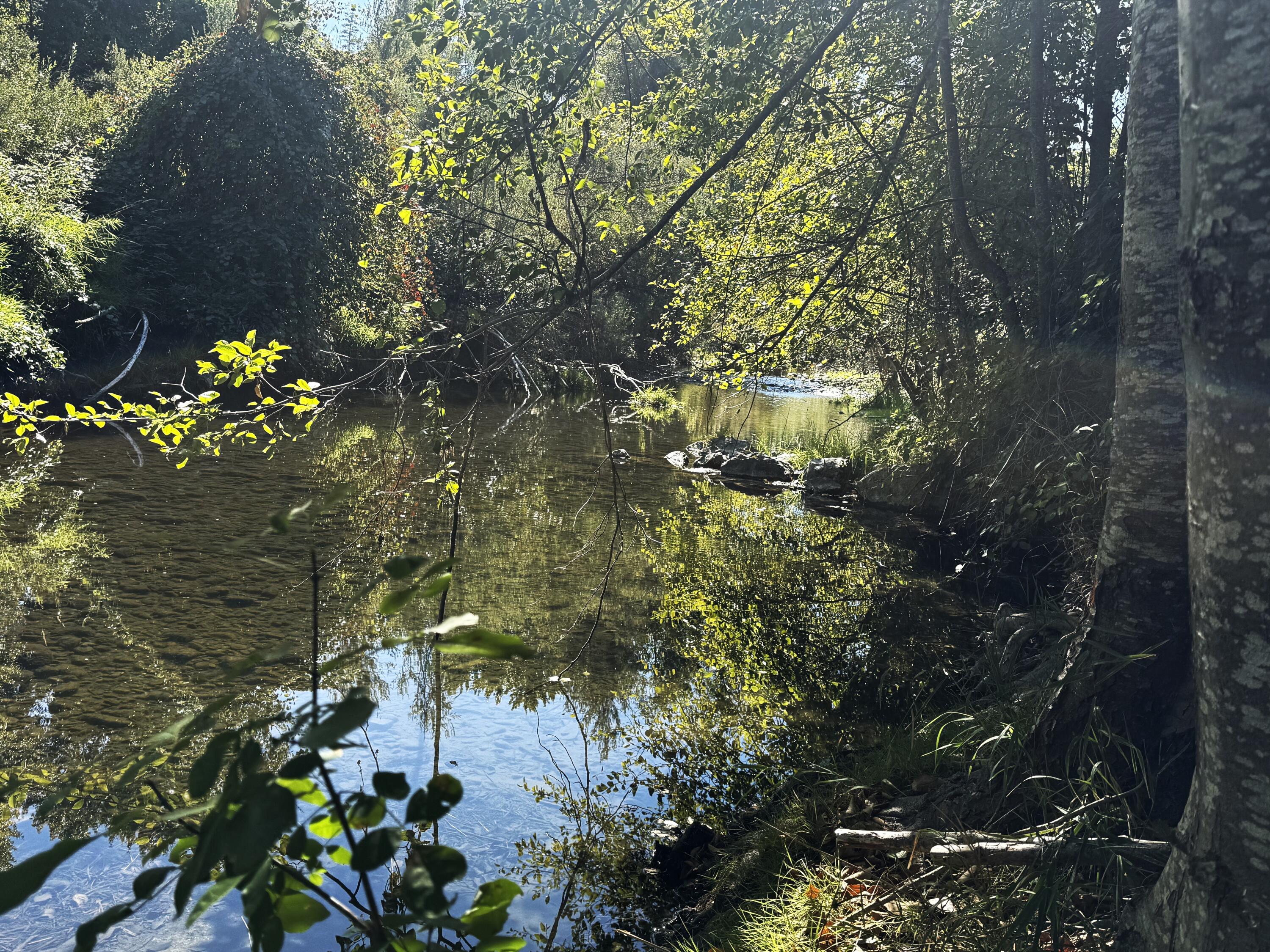 1225 Messinger Road Williams, OR 97544 - Photo 51 of 67 creek