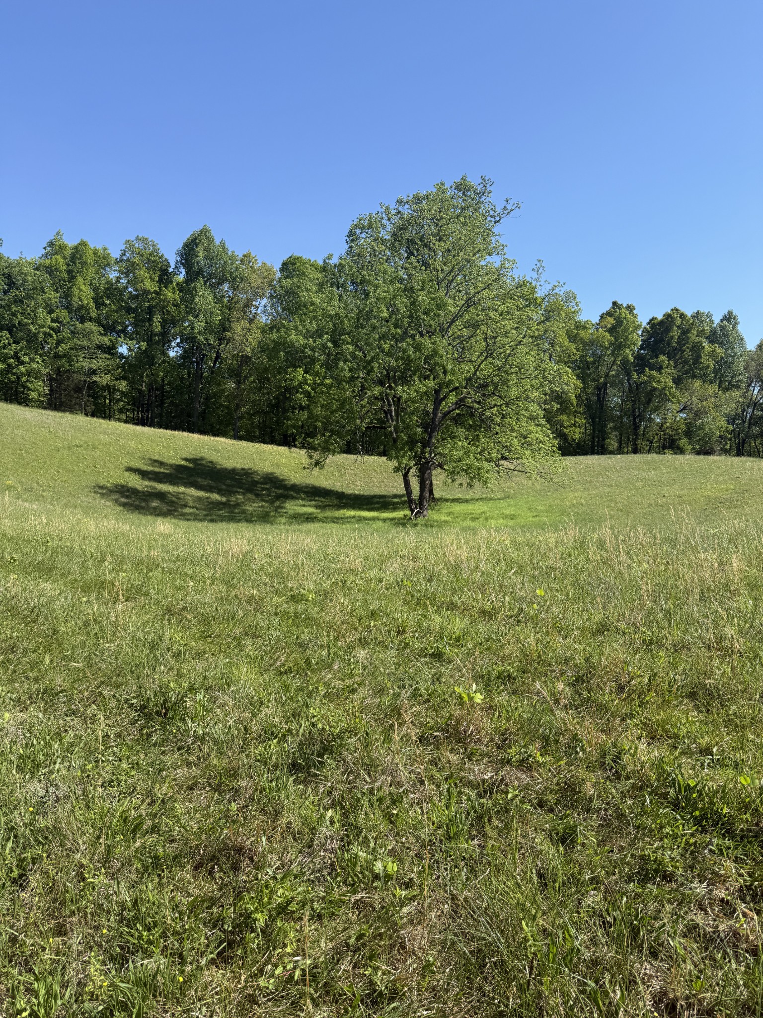 540 Powell Hollow Road Tullahoma, TN 37388 - Photo 88 of 99