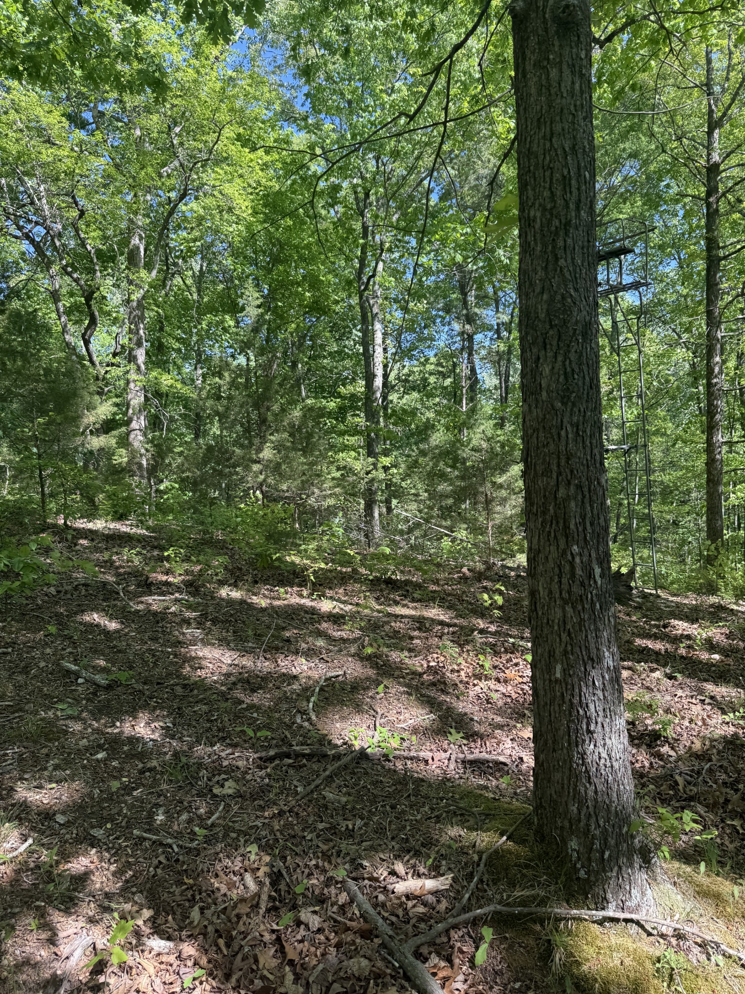 540 Powell Hollow Road Tullahoma, TN 37388 - Photo 89 of 99 a view of a yard with plants and large trees
