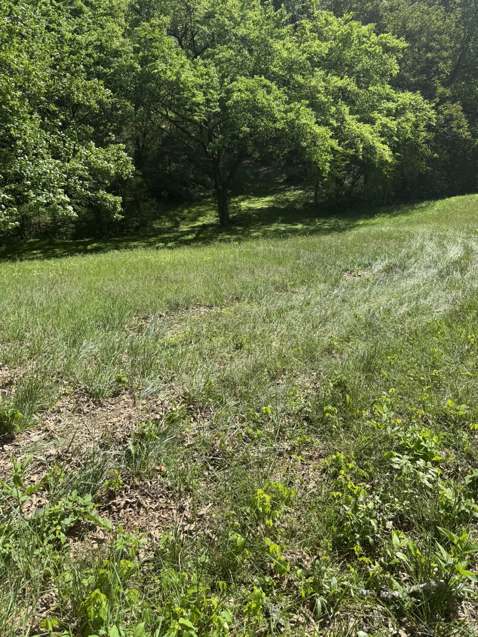 540 Powell Hollow Road Tullahoma, TN 37388 - Photo 91 of 99 a view of a field with a trees