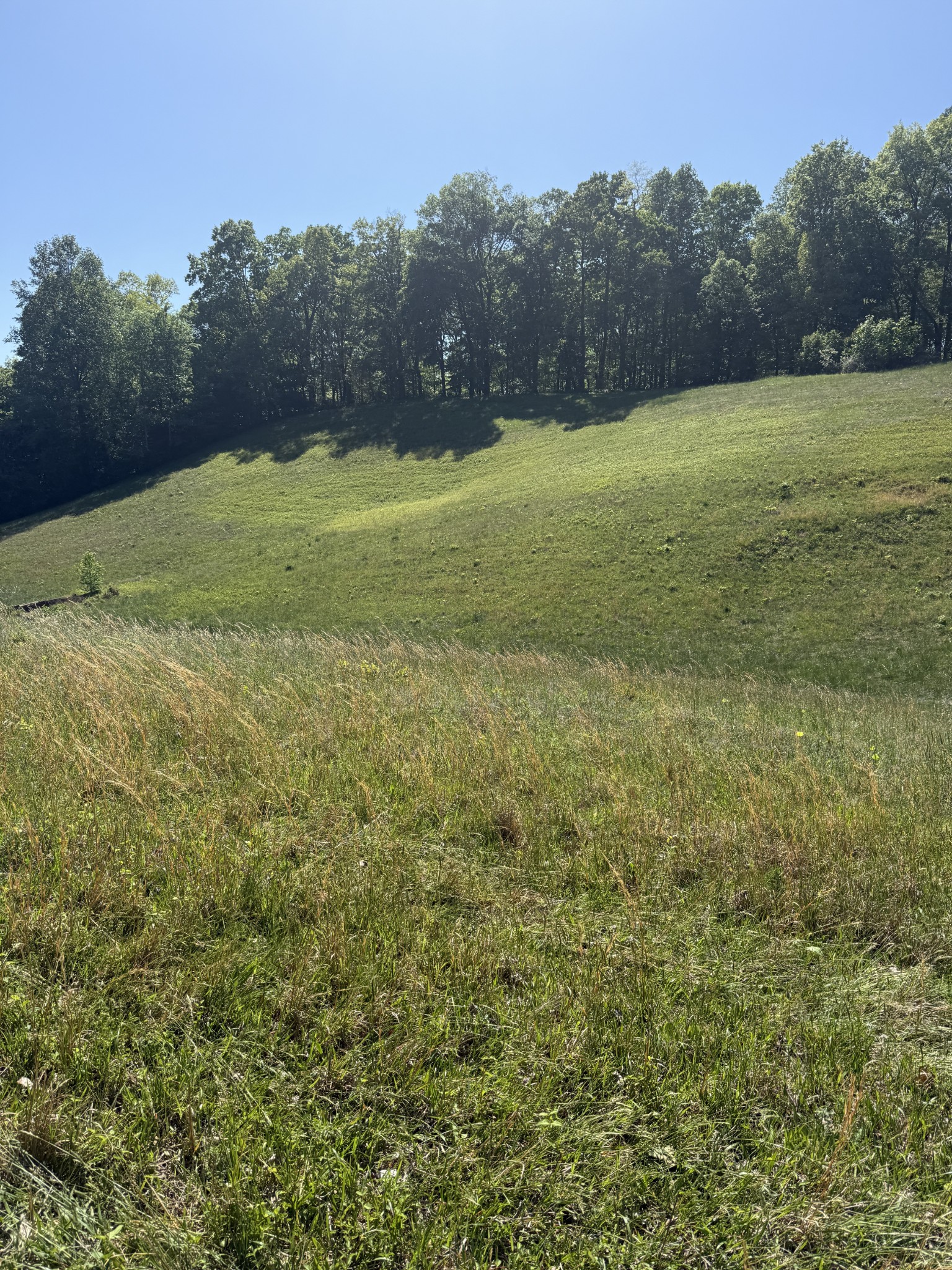 540 Powell Hollow Road Tullahoma, TN 37388 - Photo 92 of 99 a view of a field with an trees