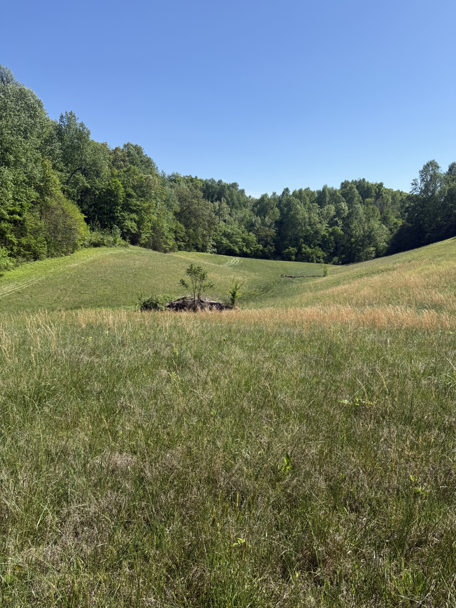 540 Powell Hollow Road Tullahoma, TN 37388 - Photo 93 of 99 a view of a field of grass and trees
