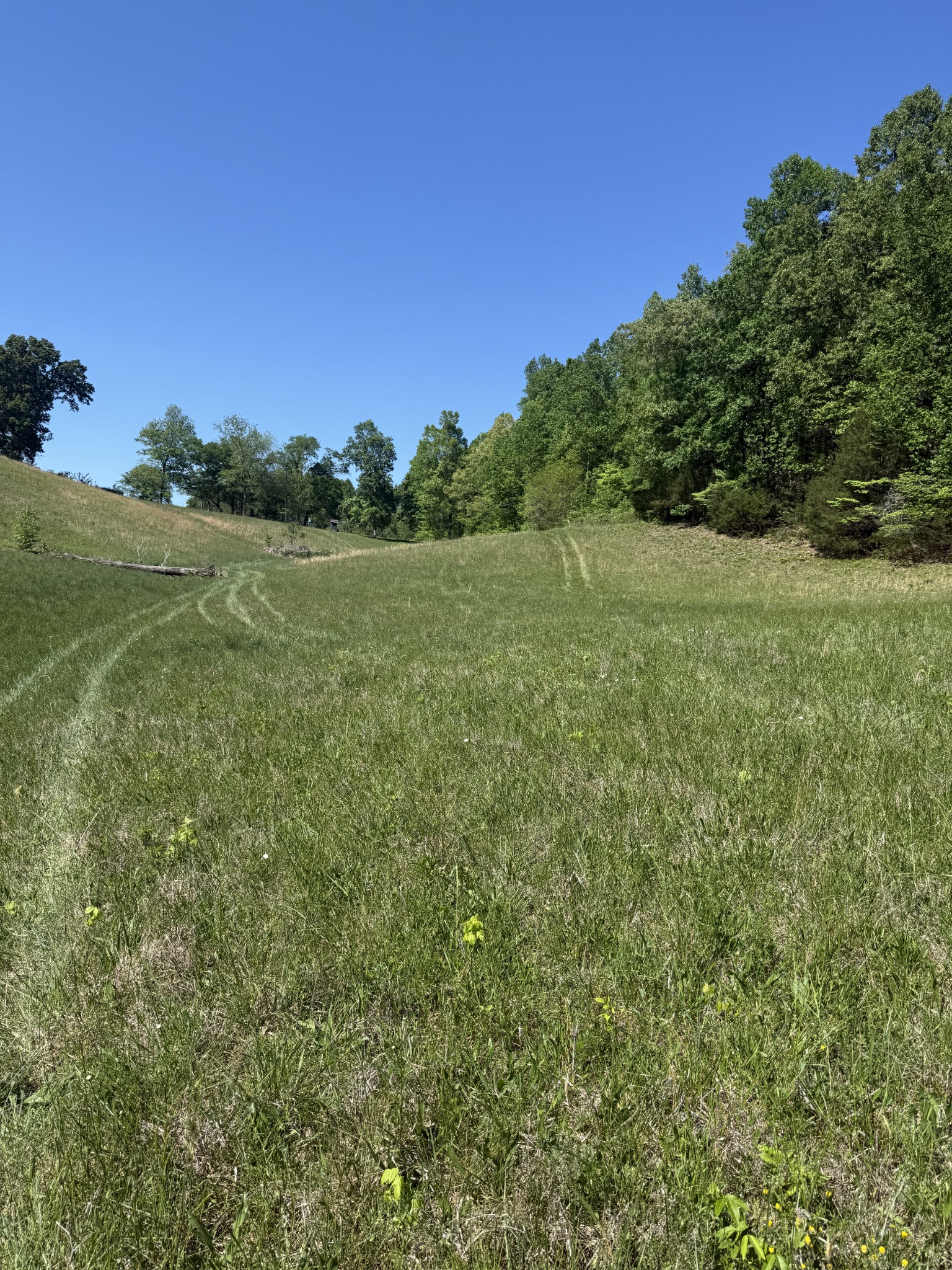 540 Powell Hollow Road Tullahoma, TN 37388 - Photo 95 of 99 a view of a field of grass and trees