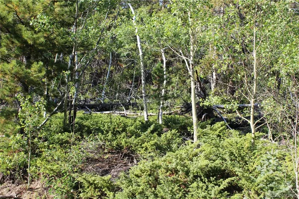 a view of a lush green forest