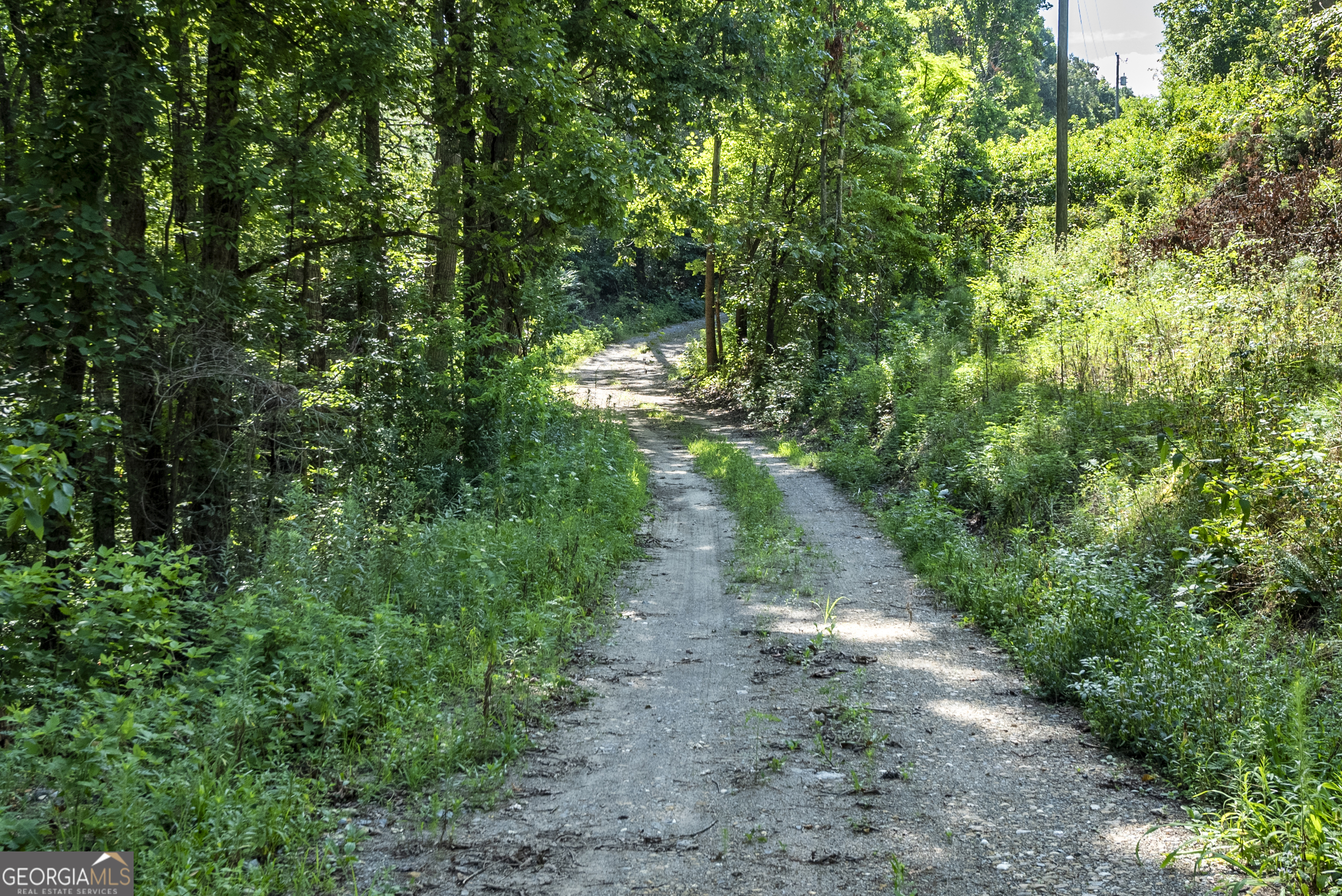 157 Edwards Road Fairmount, GA 30139 - Photo 11 of 72 a view of a road with plants and a trees