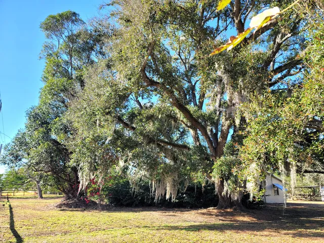 a view of a house with a large tree