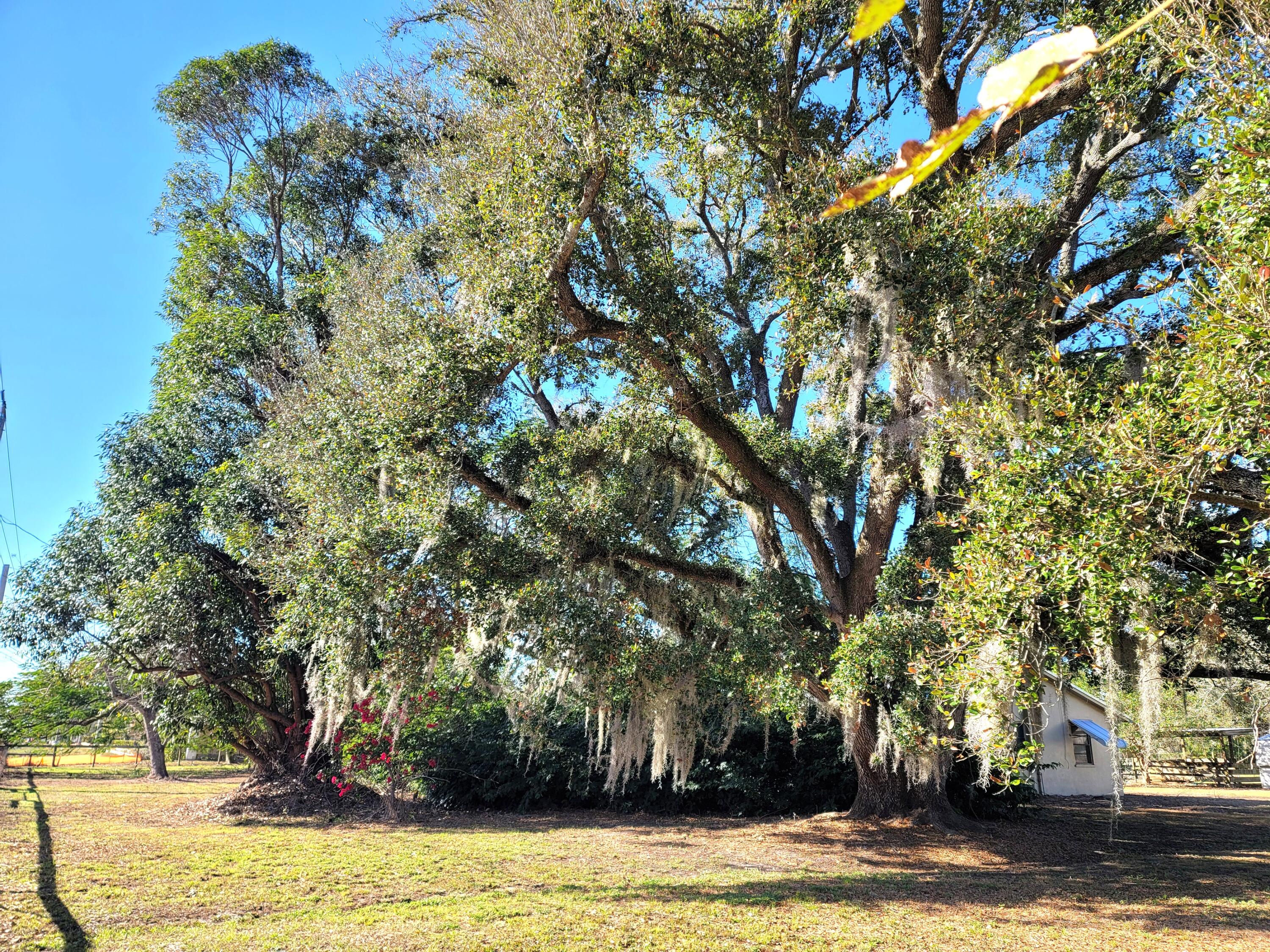 a view of a house with a large tree