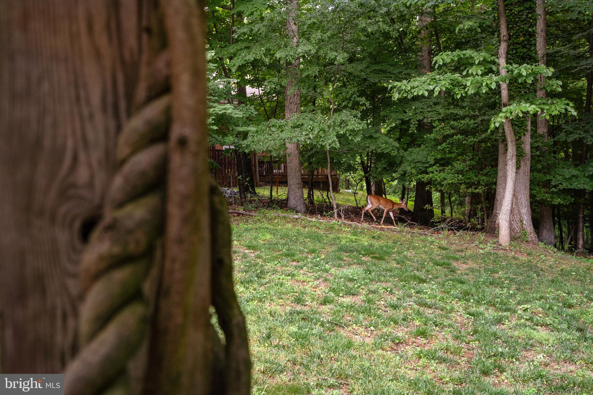 2303 Middle Creek Lane Reston, VA 20191 - Photo 47 of 48 Nature Abounds in this Backyard