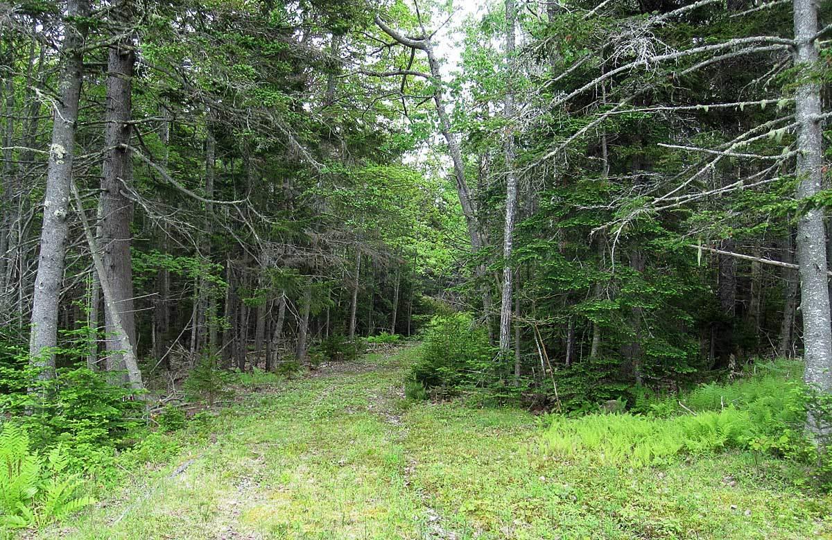 340 Turkey Cove Road Tenants Harbor, ME 04860 - Photo 7 of 11 340turkeyCove-4