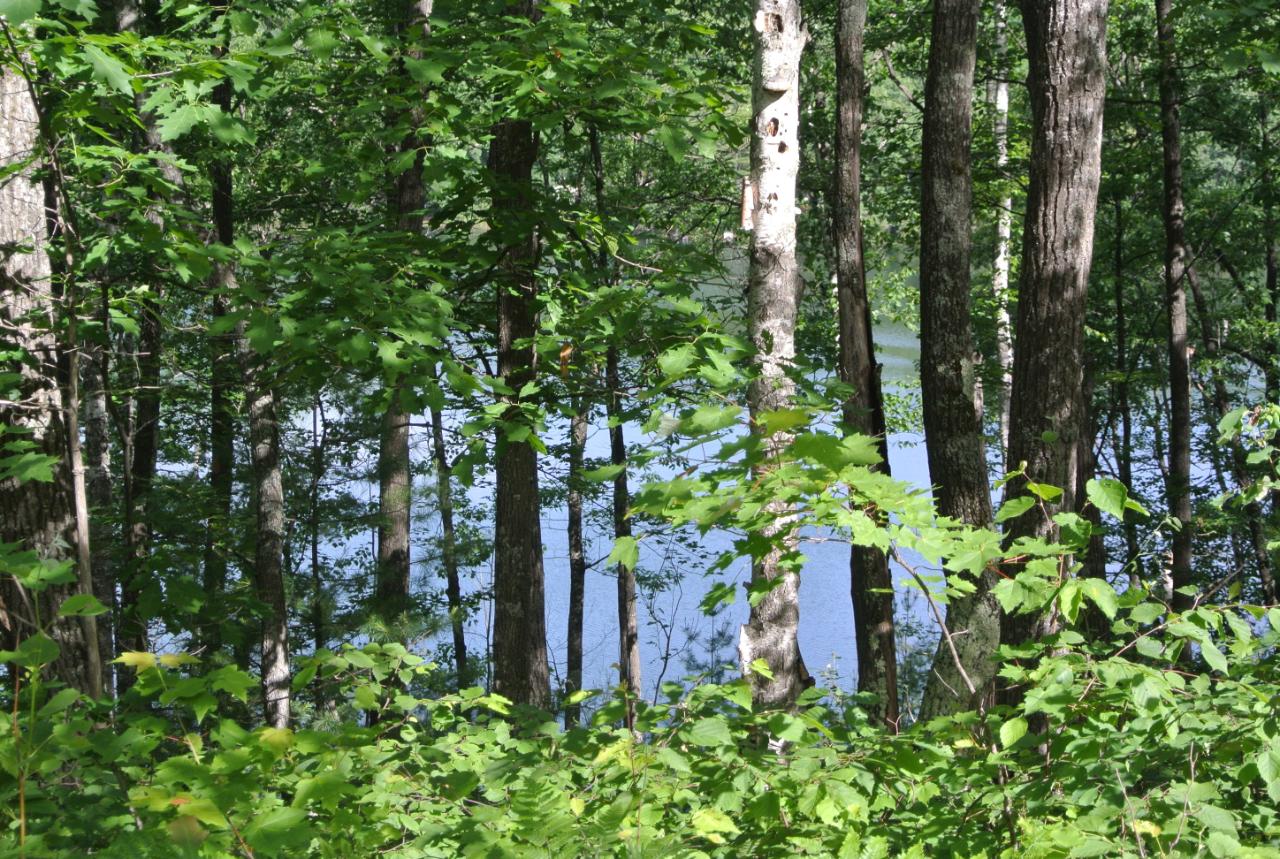 Lot On Witches Lake Road Woodruff, WI 54568 - Photo 10 of 13 Gallery Image 10