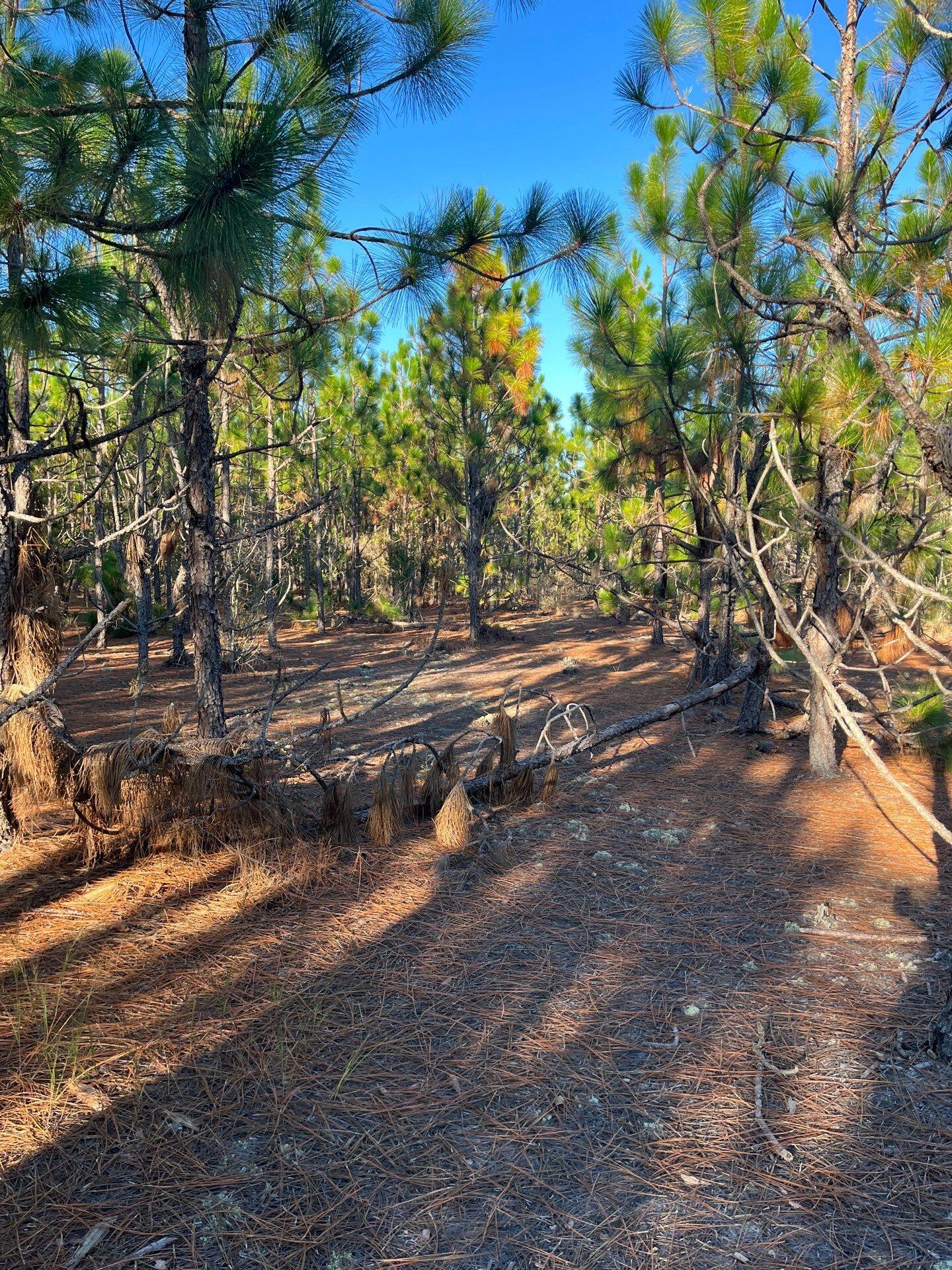 17 Payne Pond Road, Unit PPF 17 Kershaw, SC 29067 - Photo 3 of 19 17-Oct 15 2025 09_15pm-Dm8y