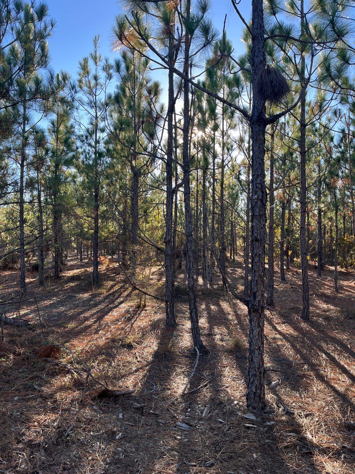 17 Payne Pond Road, Unit PPF 17 Kershaw, SC 29067 - Photo 6 of 19 14-Oct 15 2025 09_14pm-hVoB