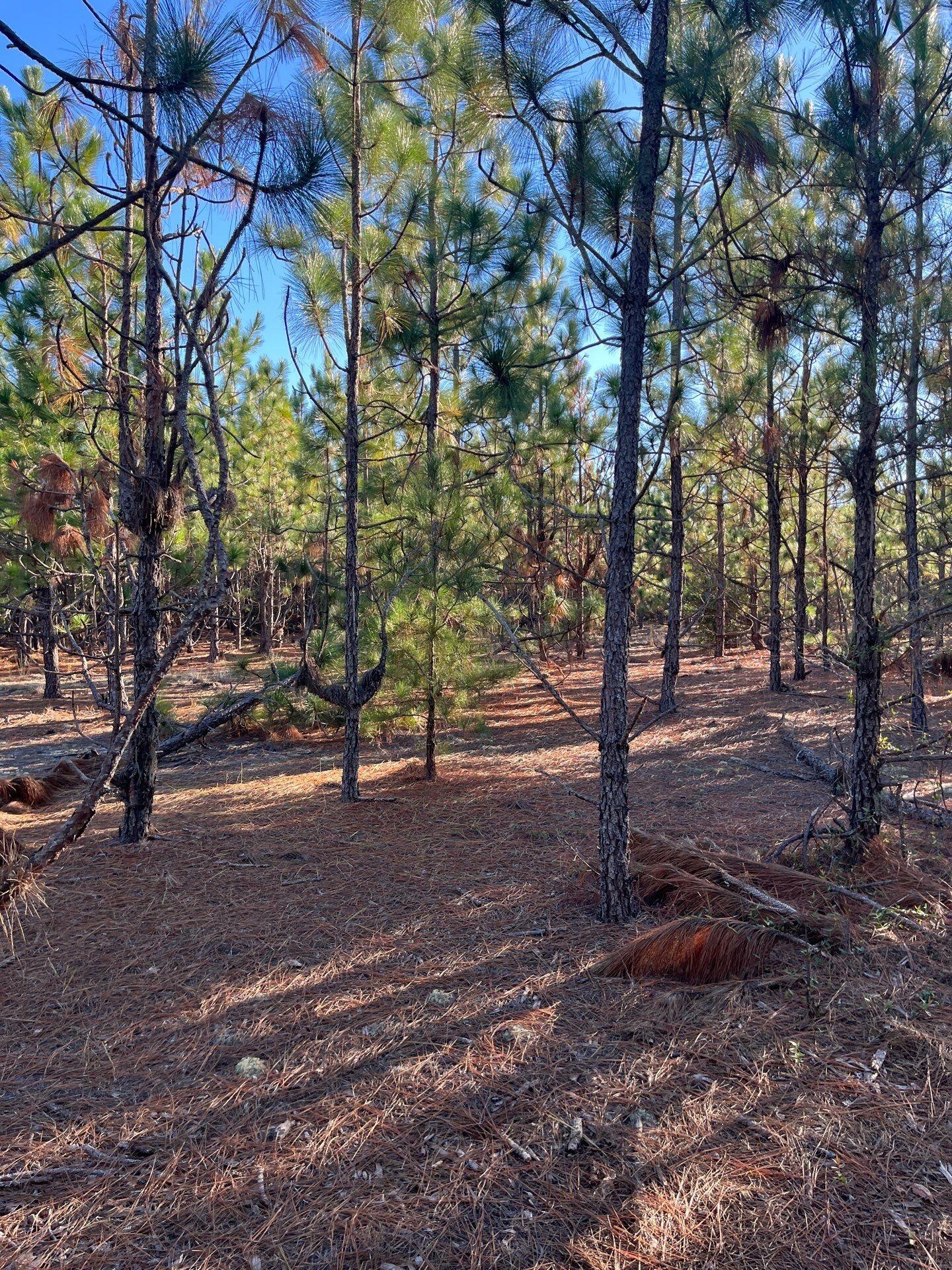 17 Payne Pond Road, Unit PPF 17 Kershaw, SC 29067 - Photo 8 of 19 12-Oct 15 2025 09_14pm-RerP