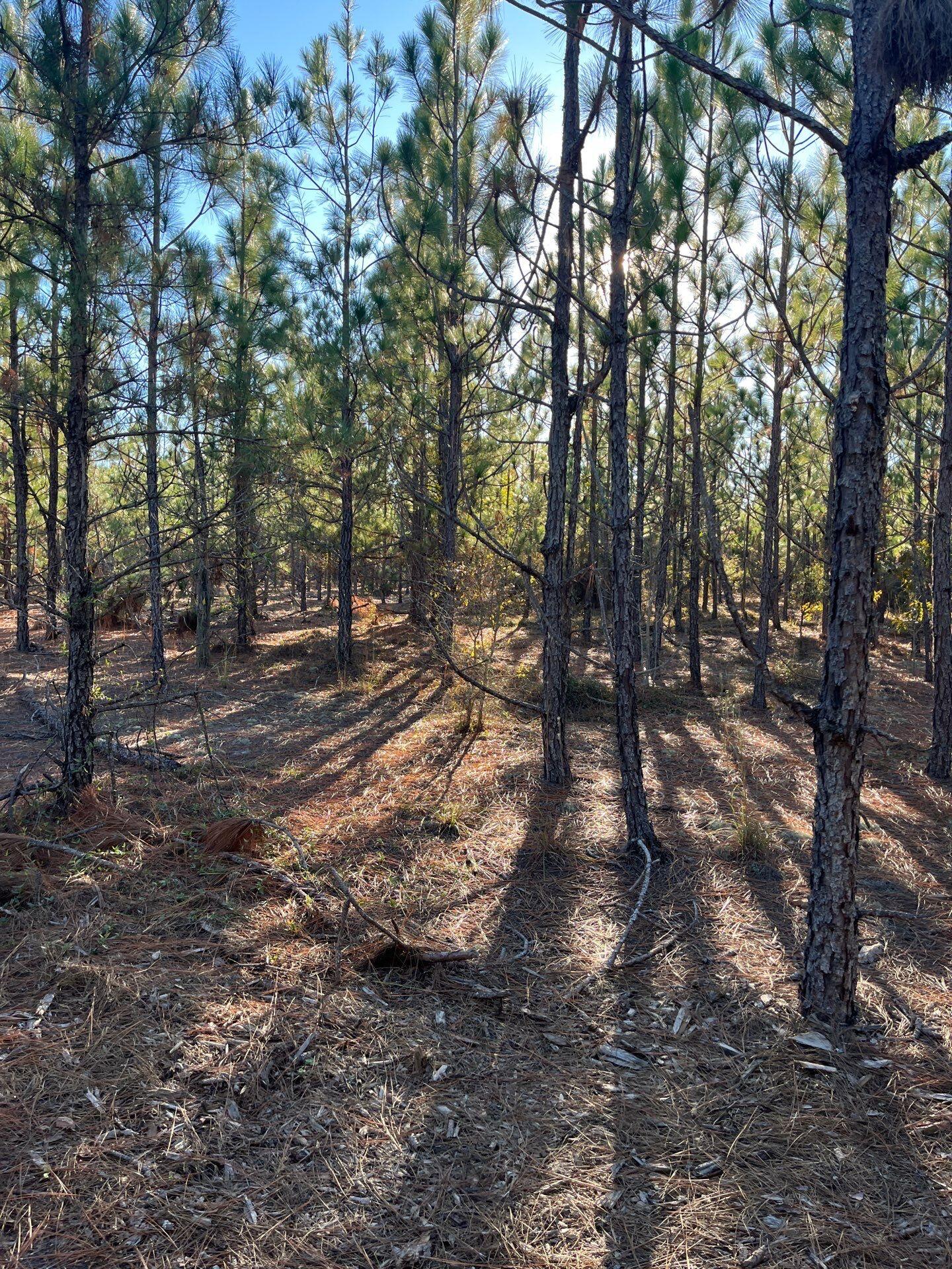 17 Payne Pond Road, Unit PPF 17 Kershaw, SC 29067 - Photo 9 of 19 11-Oct 15 2025 09_14pm-UYKr