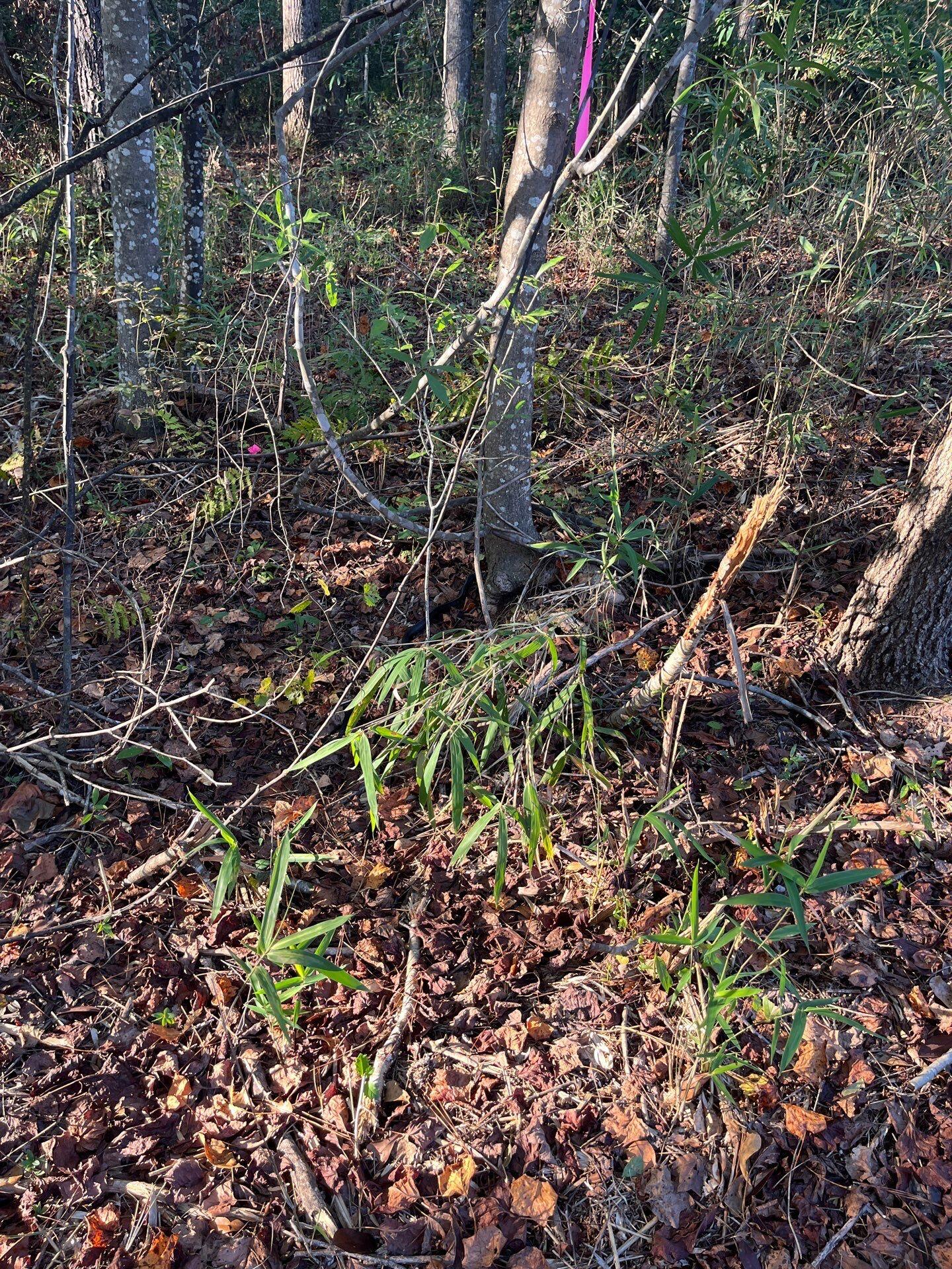 17 Payne Pond Road, Unit PPF 17 Kershaw, SC 29067 - Photo 10 of 19 10-Oct 15 2025 09_11pm-mVkc