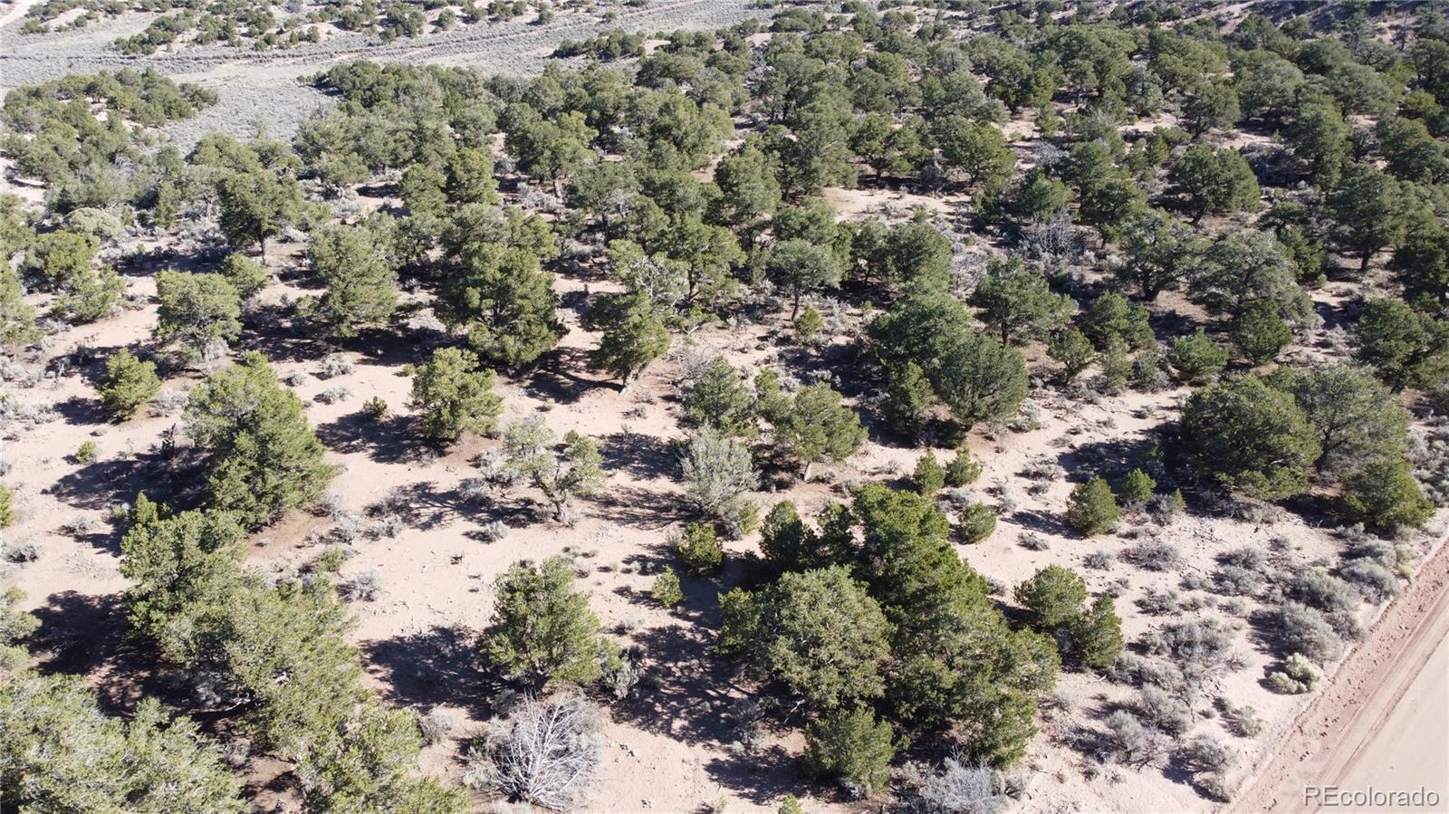 111 Scheffellin Road Fort Garland, CO 81133 - Photo 23 of 28 a view of a forest with a tree