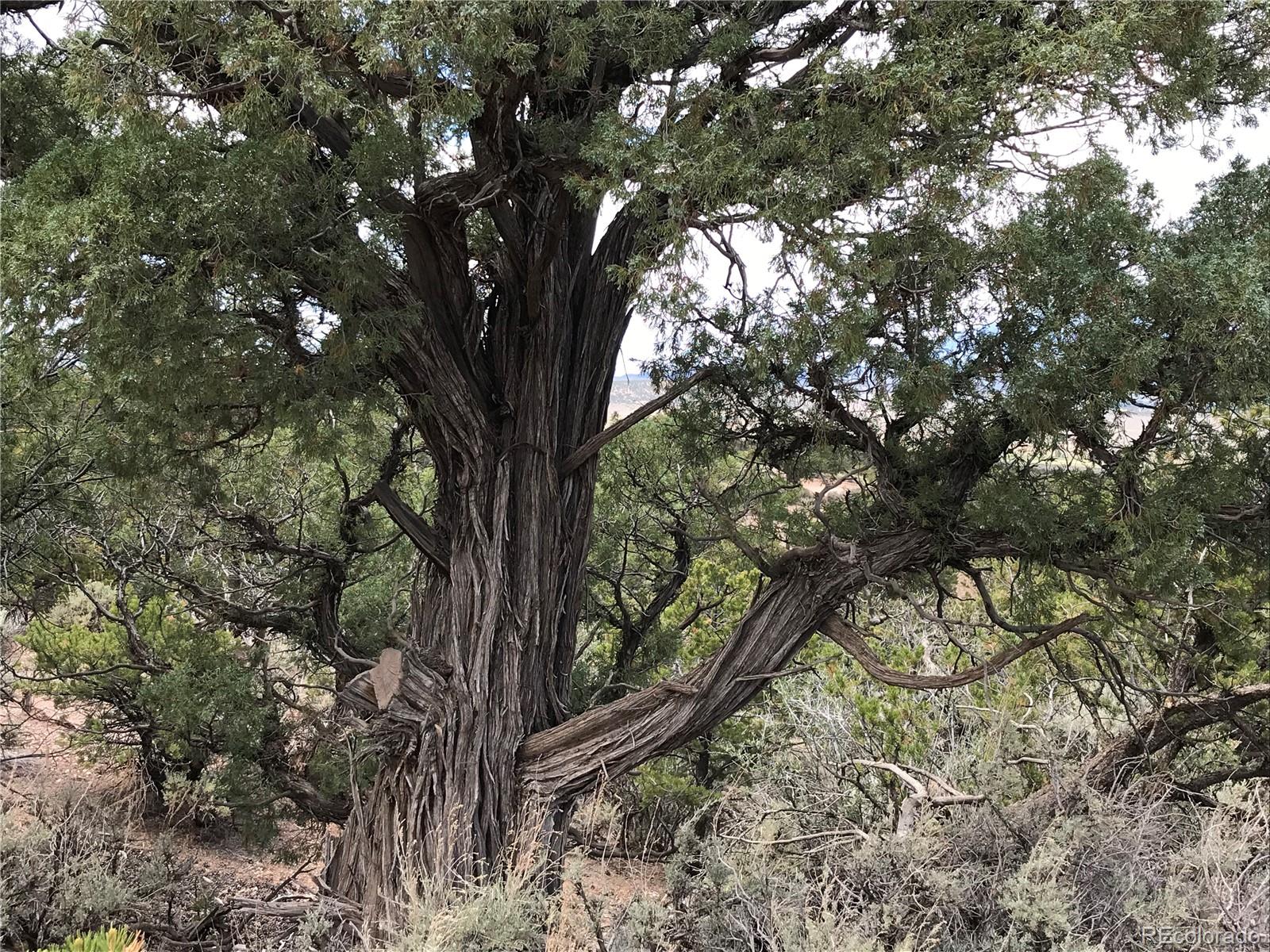 111 Scheffellin Road Fort Garland, CO 81133 - Photo 5 of 28 a view of tree