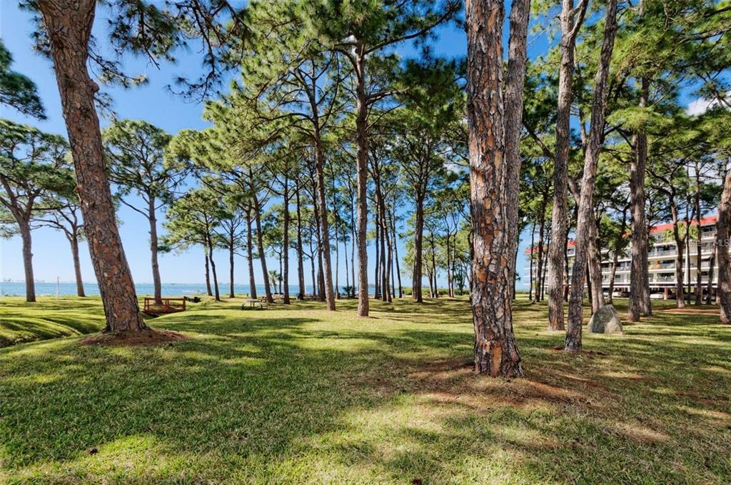 592 Bella Loop Dunedin, FL 34698 - Photo 15 of 25 a big yard with lots of trees