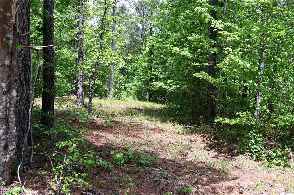 1 Wilson Road Temple, GA 30179 - Photo 49 of 88 a view of a forest with trees in the background