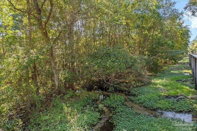 a view of a forest with plants and trees
