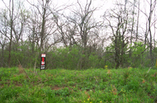 Primary Photo