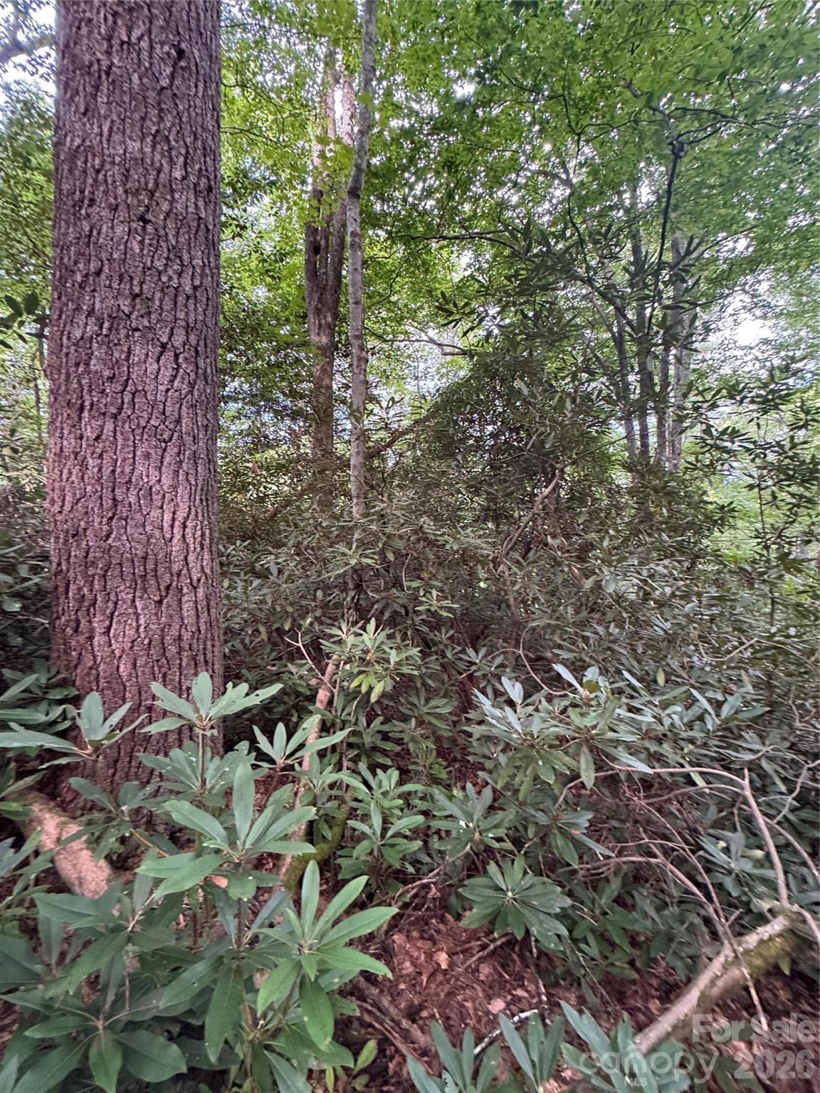 0 Wilson Road Brevard, NC 28712 - Photo 30 of 41 Gallery Image 30