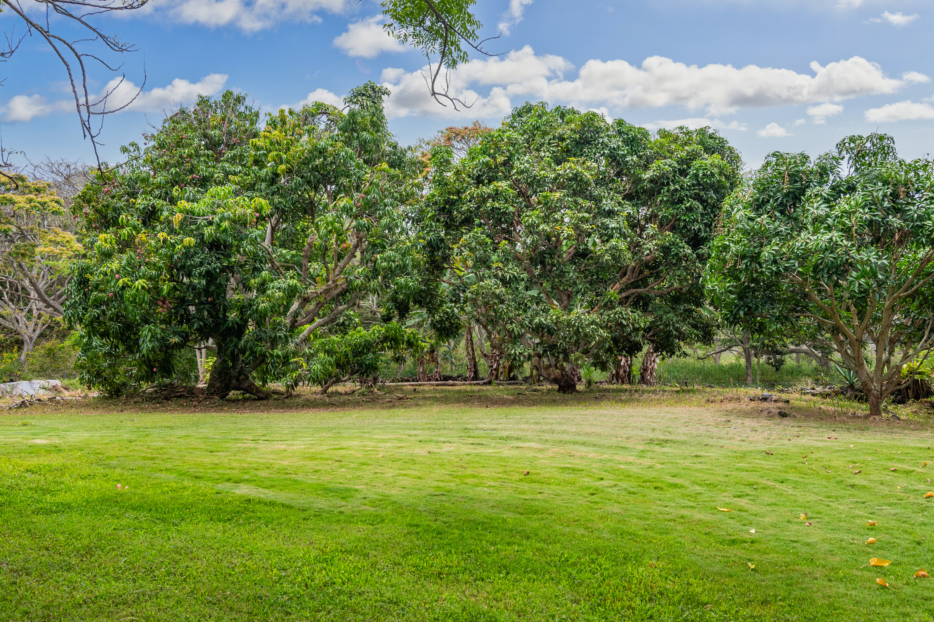 86-4190 Hookena Beach Road Captain Cook, HI 96704 - Photo 21 of 30 a view of a green yard