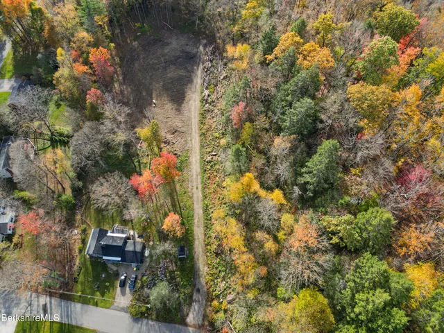 a view of a yard with plants and large trees