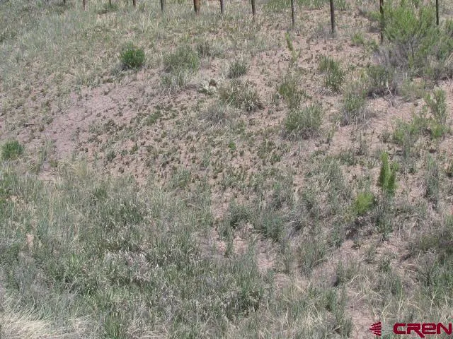 a view of a dry yard with trees and wooden fence