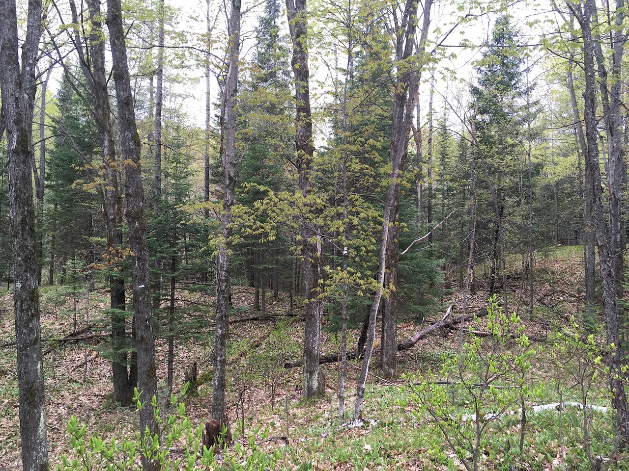 On Nicolet Hls Road Long Lake, WI 54542 - Photo 9 of 22 Gallery Image 9