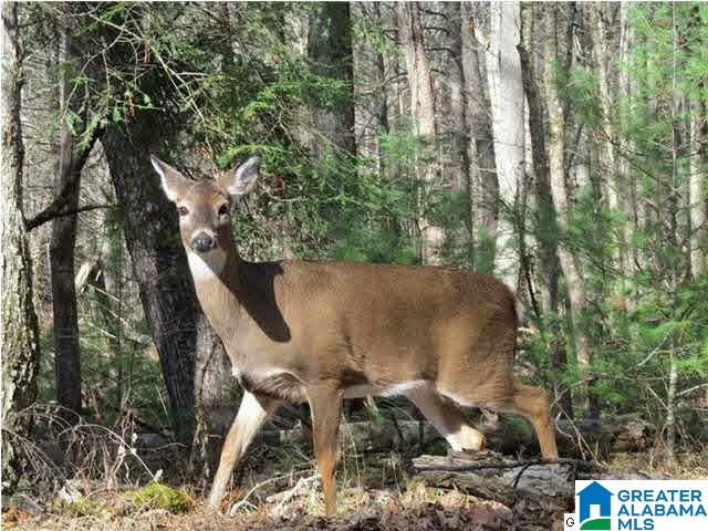 1756 Cottaquilla Road Jacksonville, AL 36265 - Photo 48 of 50