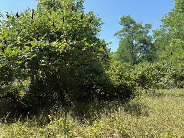 Erdt Road Suttons Bay, MI 49682 - Photo 27 of 36 Gallery Image 27