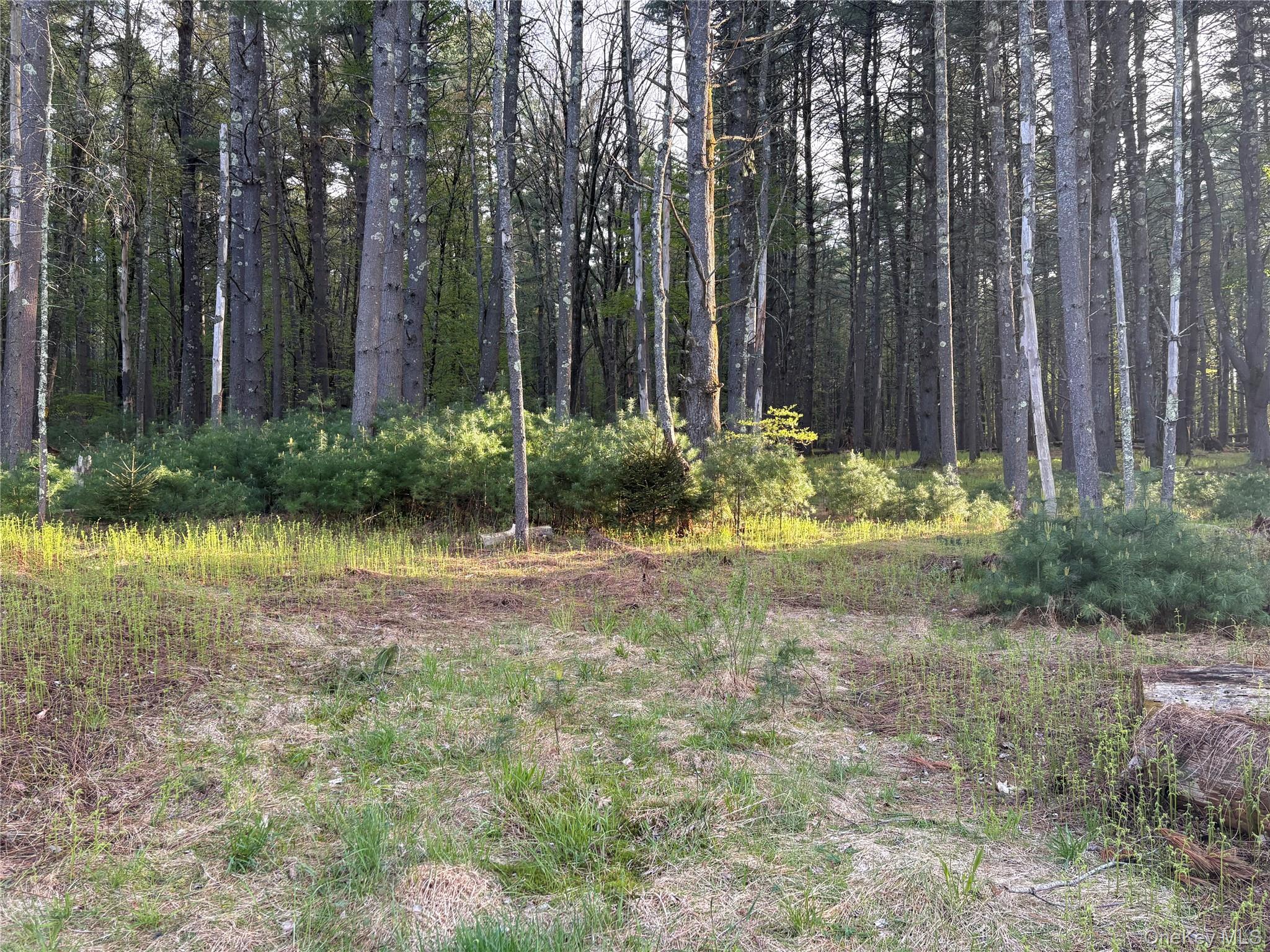 Airport Road Eldred, NY 12732 - Photo 2 of 10