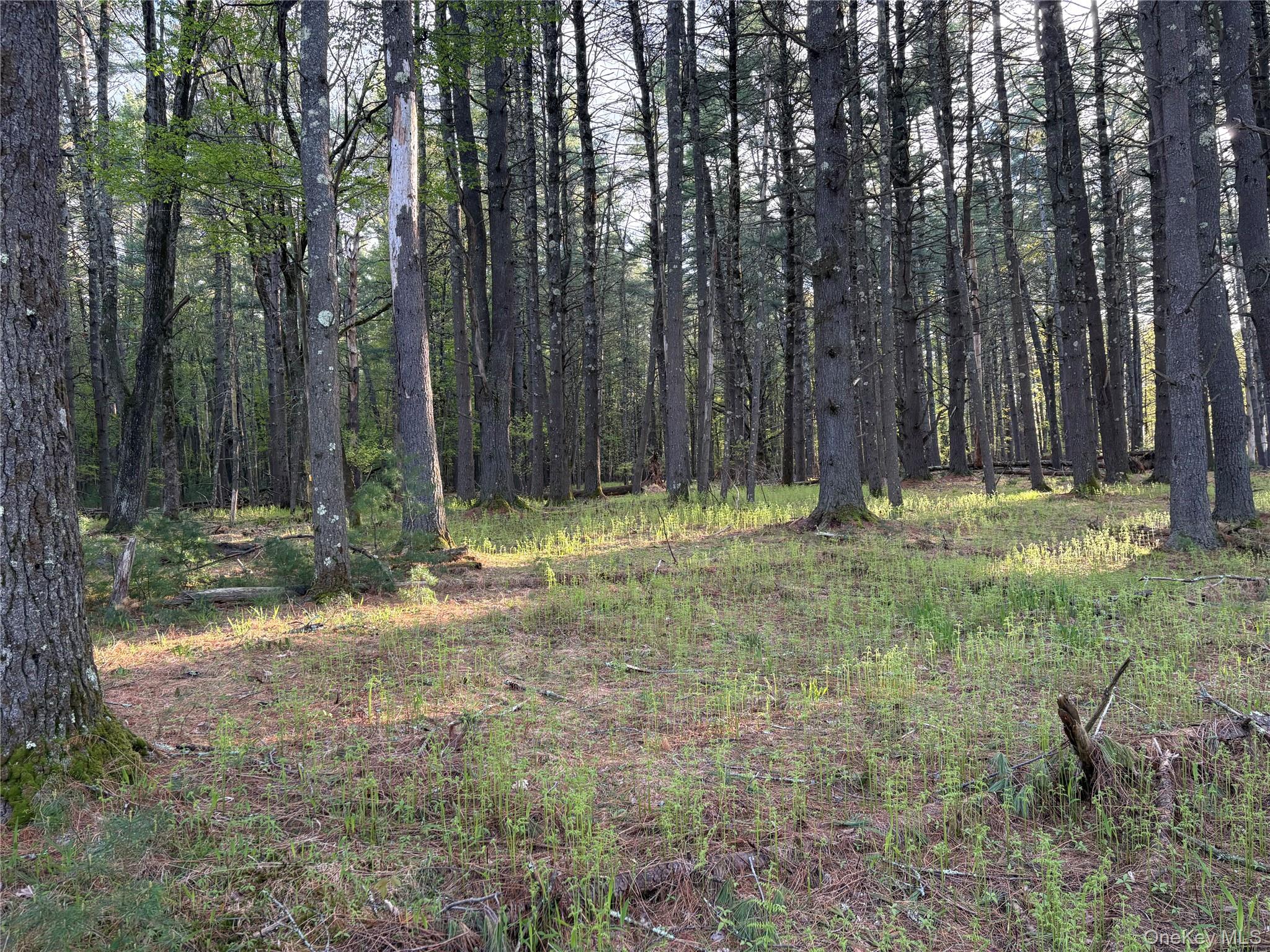 Airport Road Eldred, NY 12732 - Photo 3 of 10 a view of outdoor space with trees