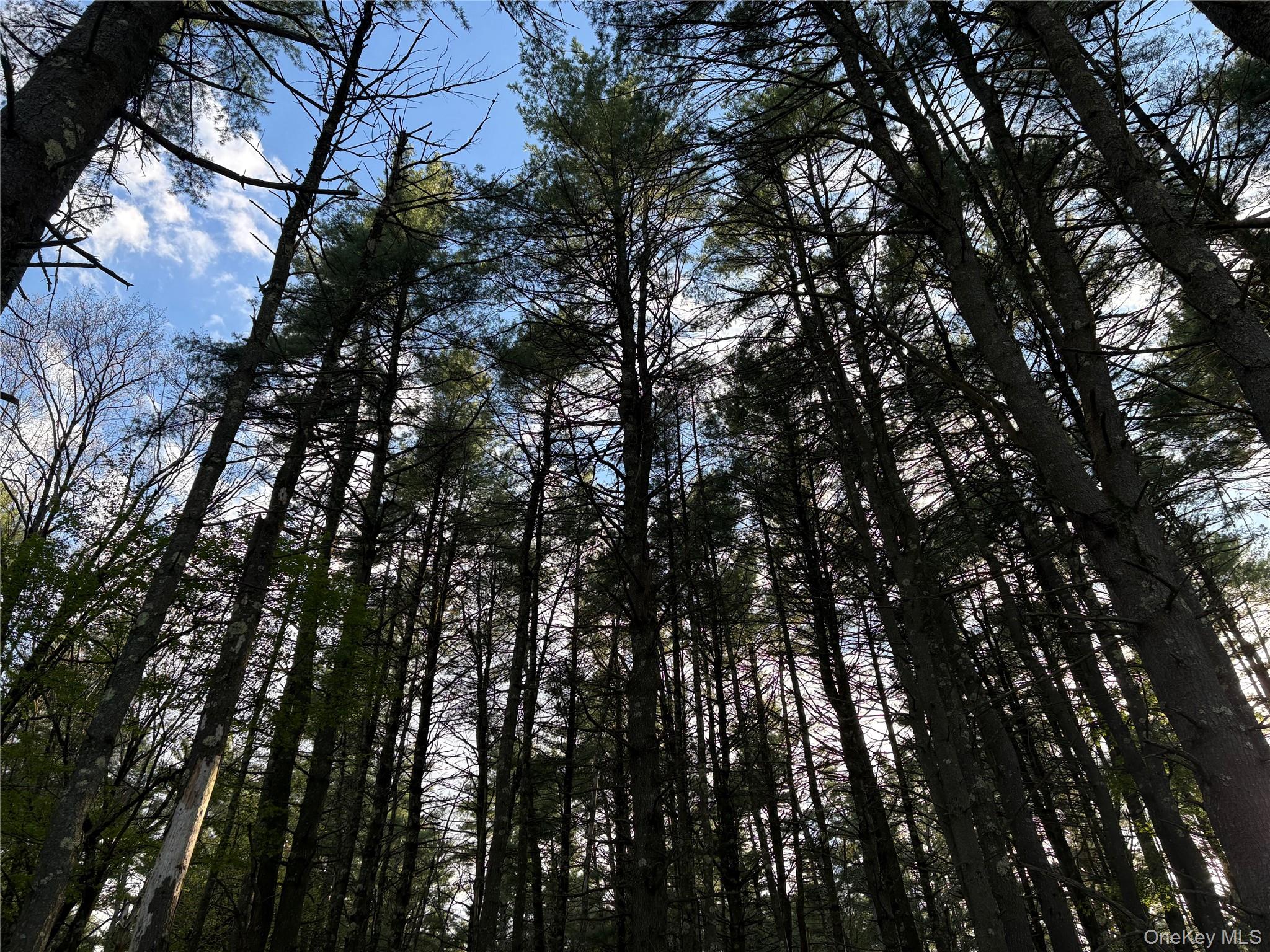 Airport Road Eldred, NY 12732 - Photo 4 of 10 a view of tree