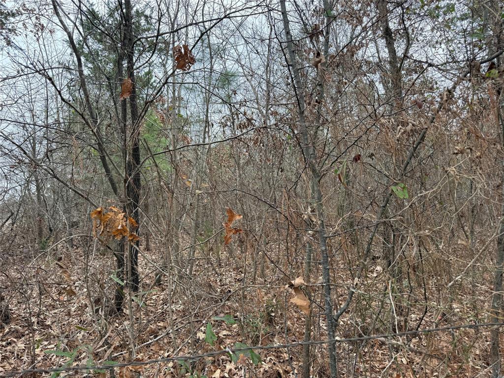 335 Tyler Tx 75708 Tyler, TX 75708 - Photo 5 of 10 a view of a yard with a tree