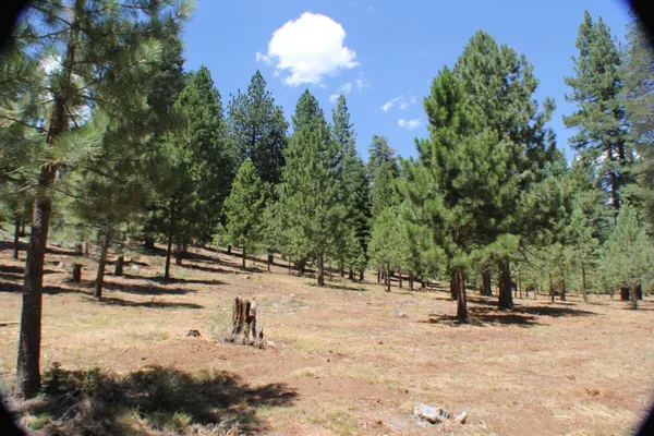 a view of a park with trees