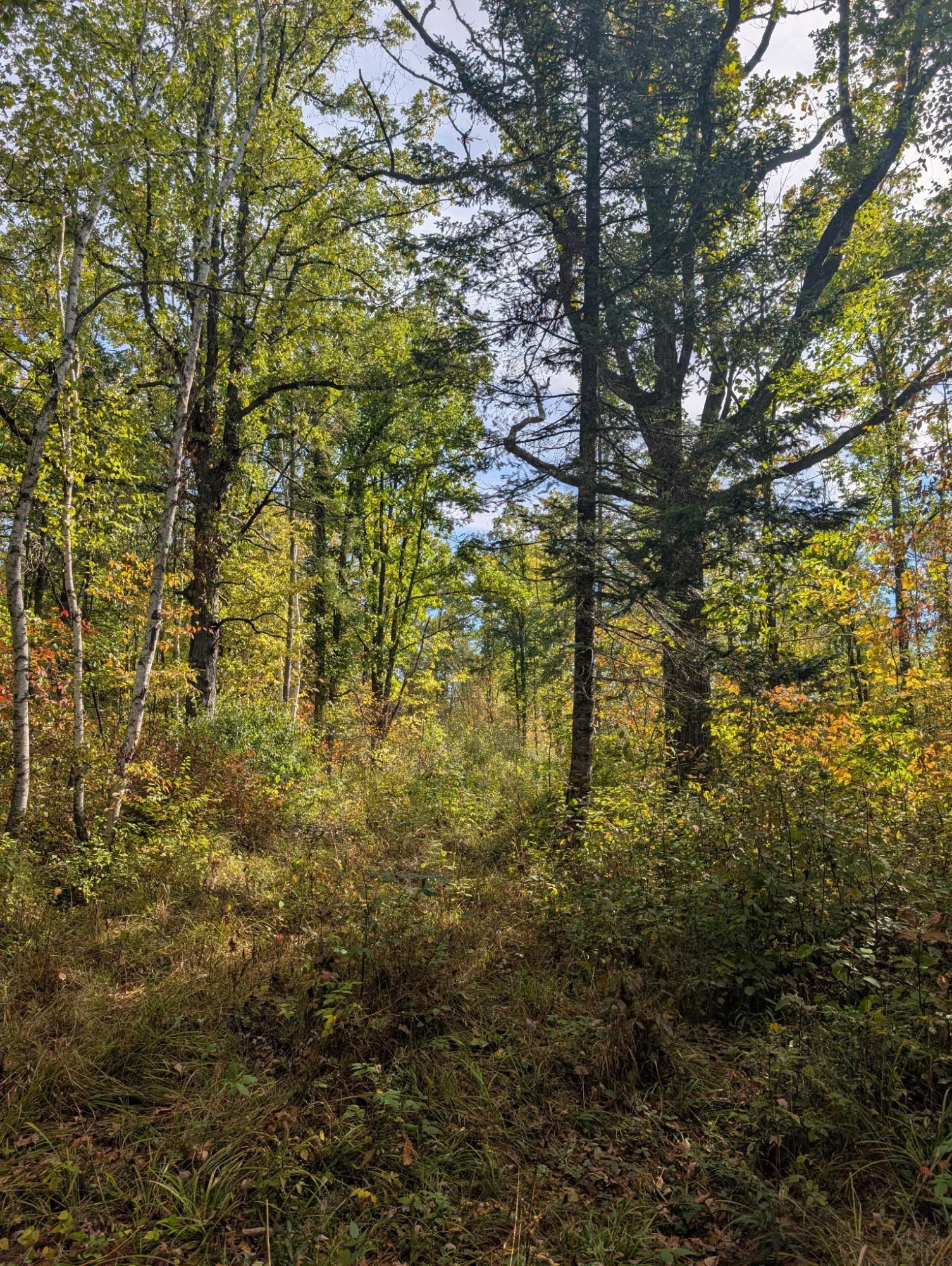 Off Birch Lake Road Exeland, WI 54835 - Photo 13 of 44 Gallery Image 13