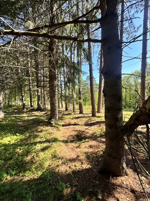 W8303 Christensen Road Trego, WI 54888 - Photo 11 of 12