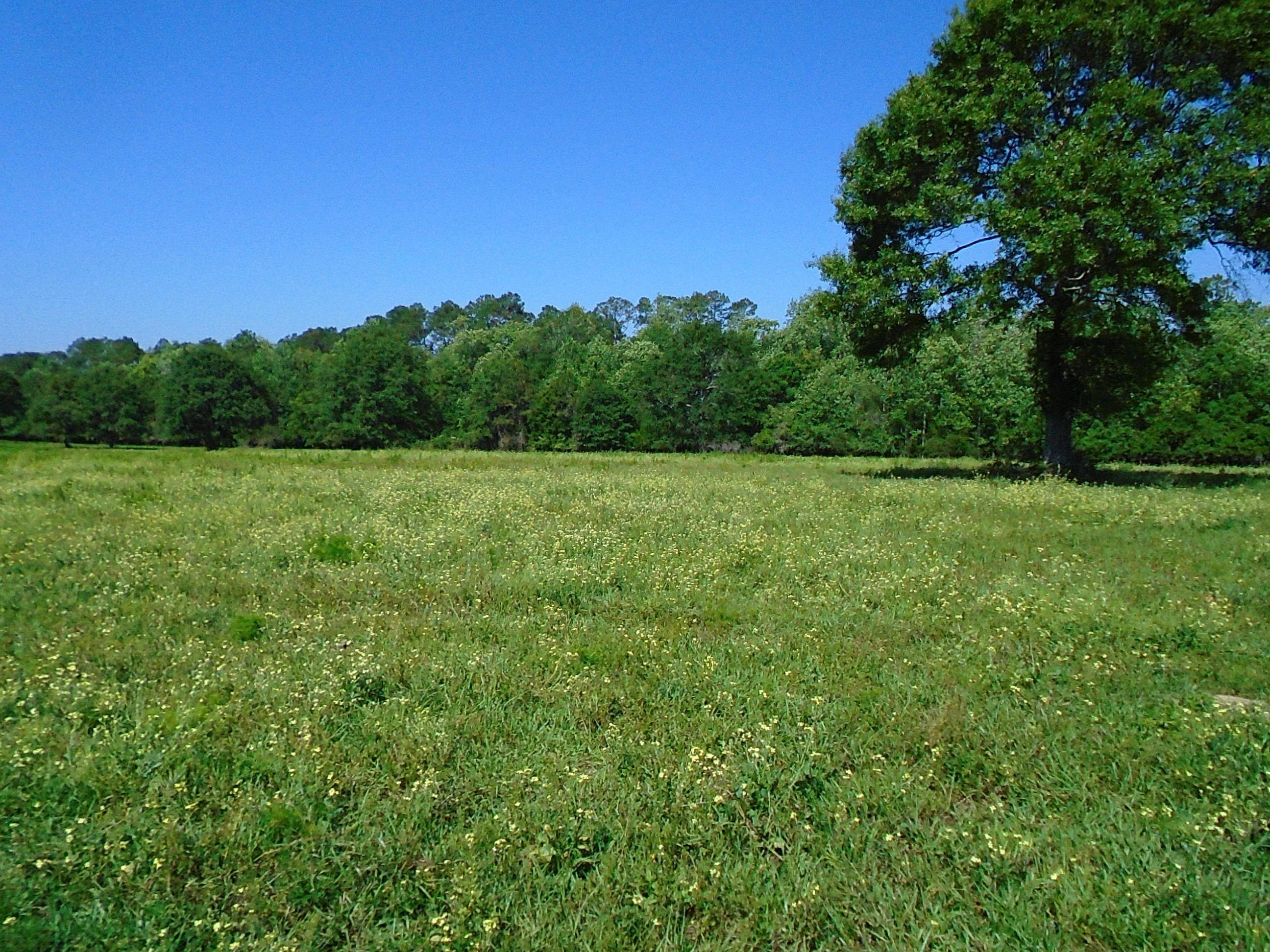 1640 Crowder Road DeFuniak Springs, FL 32433 - Photo 13 of 20 Acreage 024