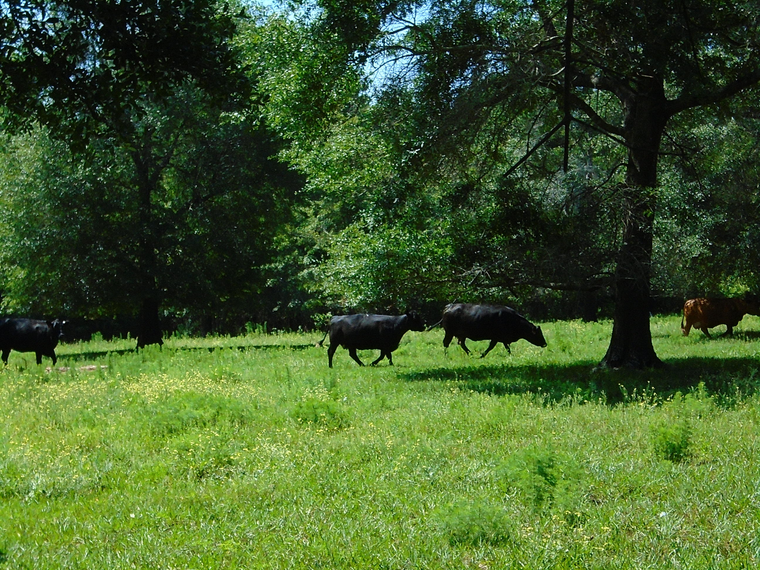 1640 Crowder Road DeFuniak Springs, FL 32433 - Photo 17 of 20 Acreage 029