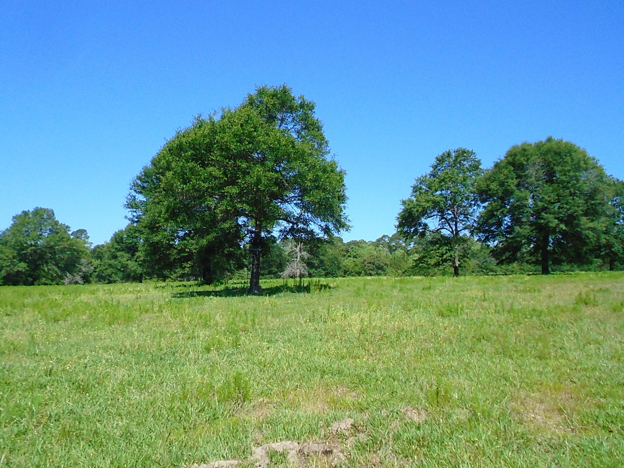 1640 Crowder Road DeFuniak Springs, FL 32433 - Photo 19 of 20 Acreage 030