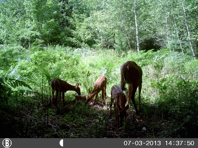 $550,000 | 50 Milford Avenue, Freedom, NH 03836