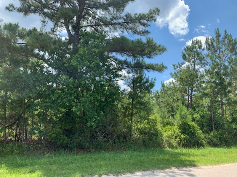 361 Old Bay City Road Wewahitchka, FL 32465 - Photo 2 of 3