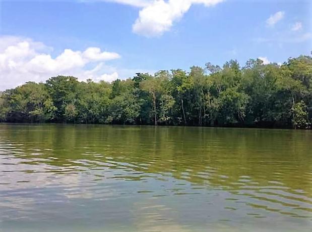 361 Old Bay City Road Wewahitchka, FL 32465 - Photo 3 of 3