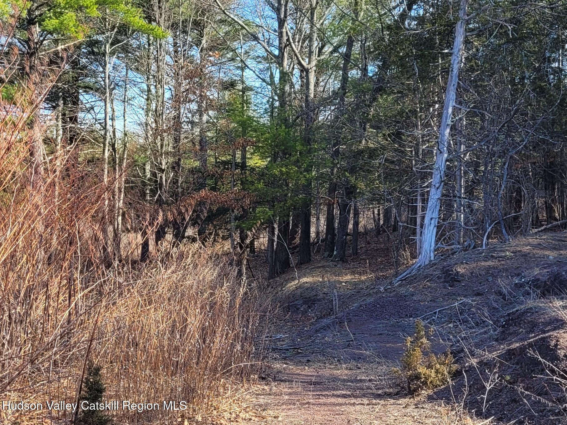 1230 W Road Greenville, NY 12083 - Photo 6 of 12 a view of a forest filled with trees