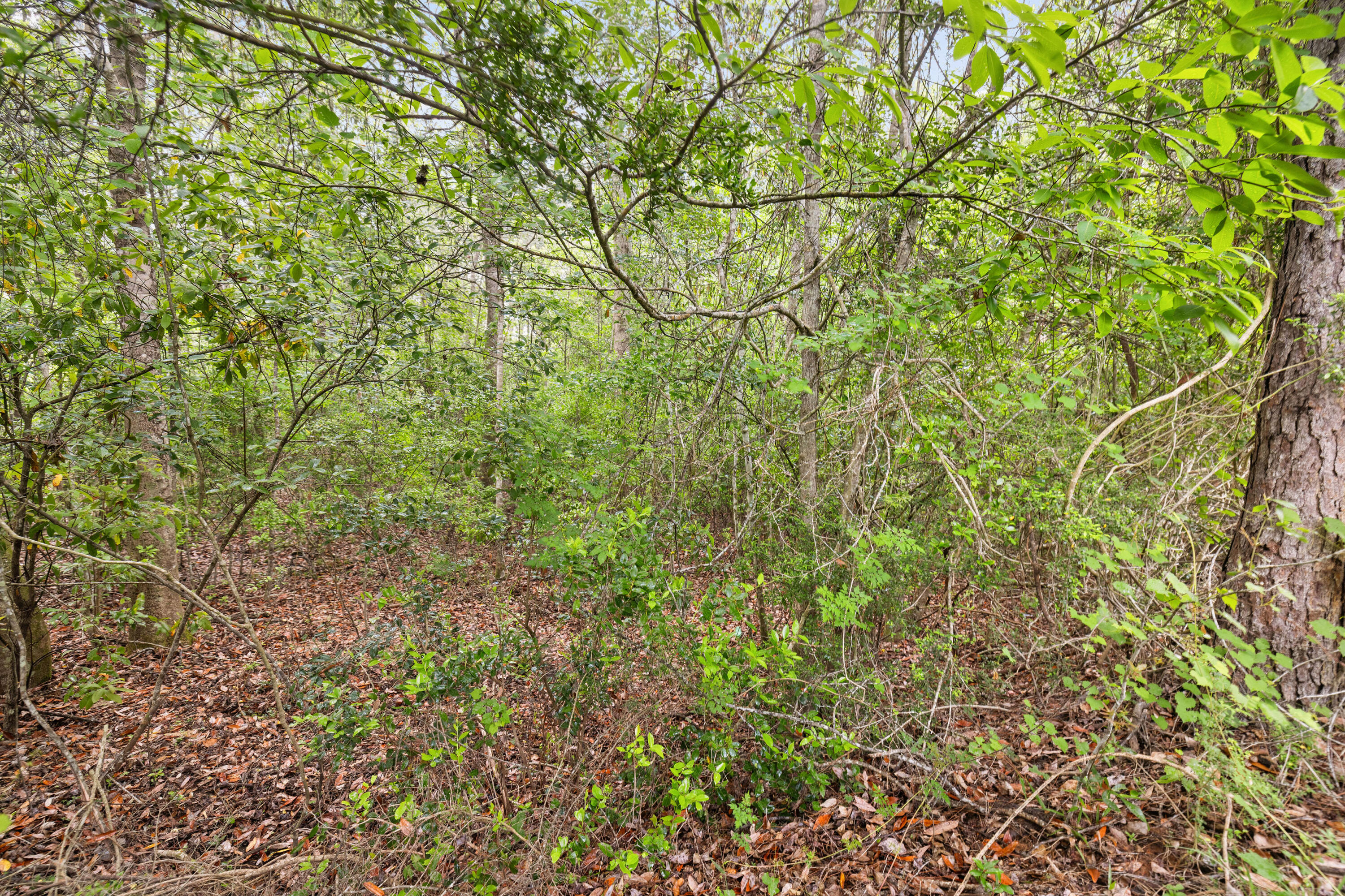 . Sam Carver Road Crestview, FL 32536 - Photo 25 of 27 SamCarverRdLand-Crestview-FL-025